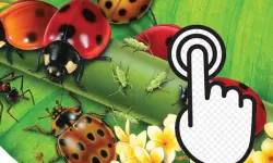 Ladybug Clicker