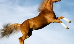 Horse Slide