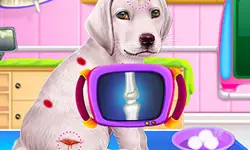 Labrador Puppy Daycare Salon