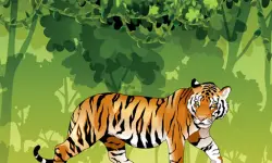 Angry Tiger Coloring