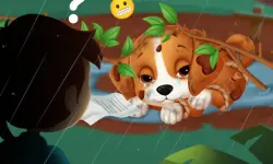 Lost Puppy Rescue and Care