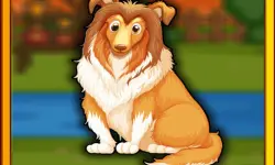 Bernese Mountain Dog Escape