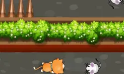 Cat Trap Labyrinth Escape