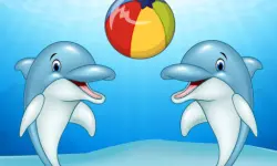 Dolphin Show
