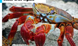 Beach Crab Jigsaw