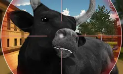 Bull Shooting