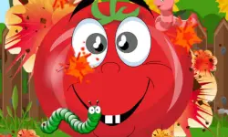 Tomato Explosion