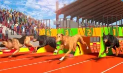 Dog Run 3D