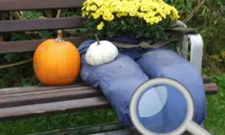 Autumn Garden - Find 100 butterflies