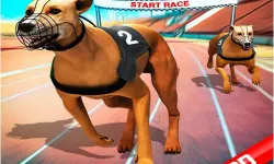 Crazy Dog Race