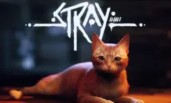 Stray
